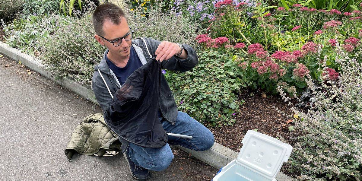 IEEE Radar System Distinguishes Insect Species