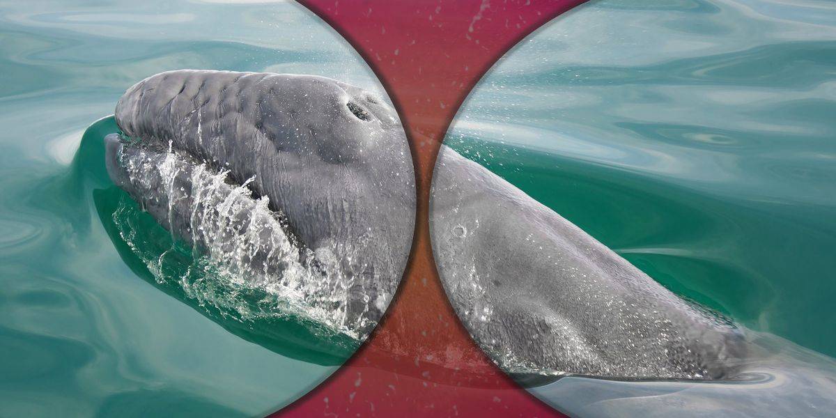 Thermal Cameras and AI Help Ships Avoid Gray Whales in San Francisco Bay